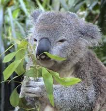 Eating Koala