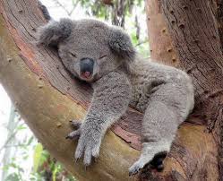 Sleeping Koala