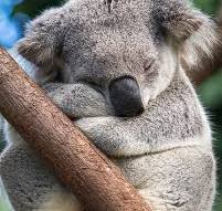 Sleeping Koala